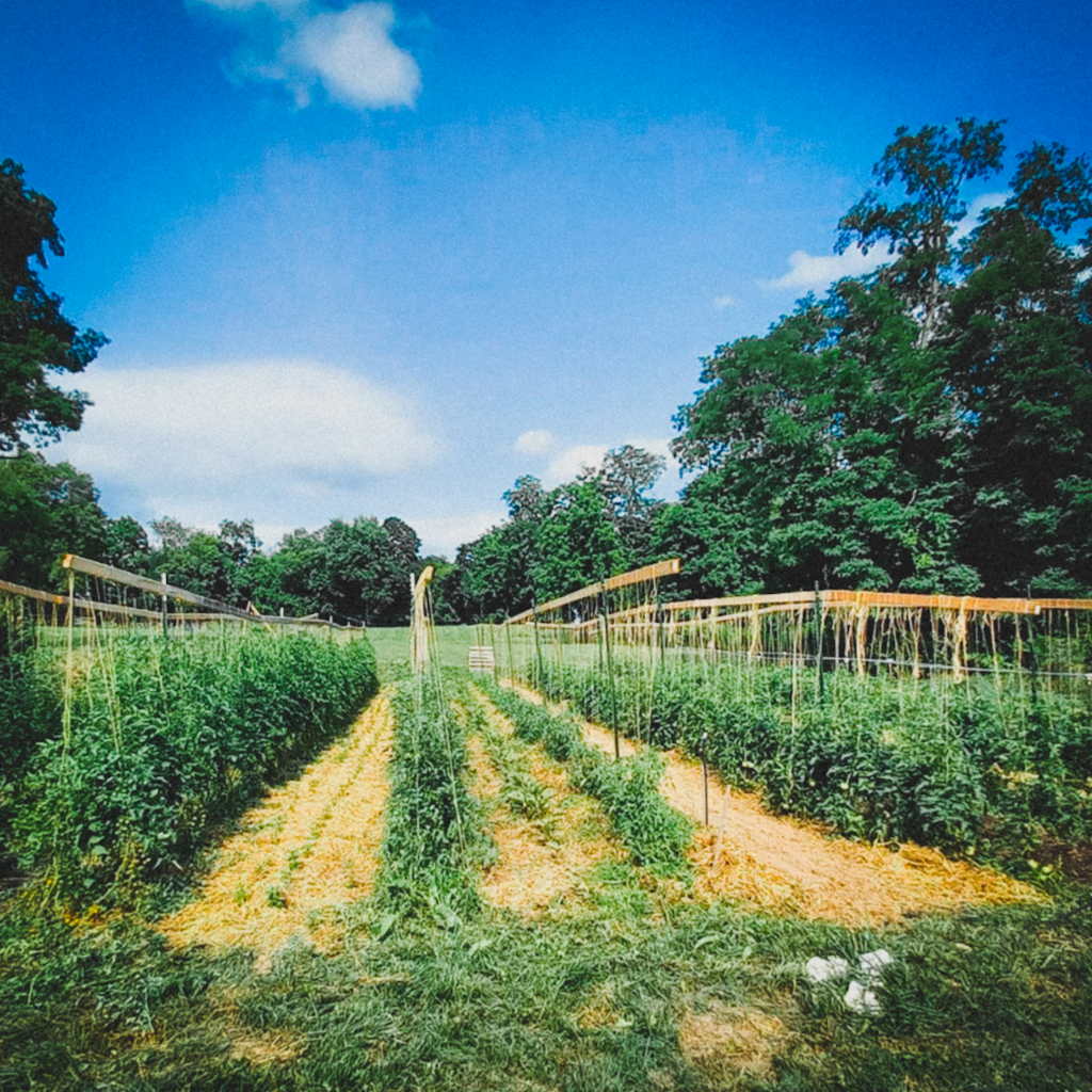 rendezvous farm from mike tholis in frederick maryland