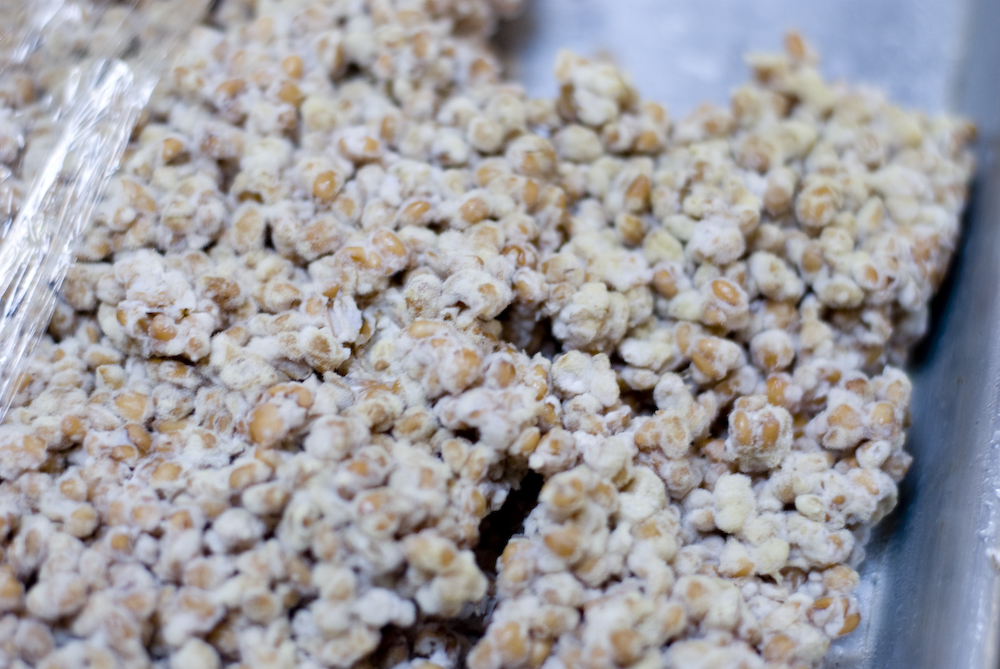 koji spores on rice