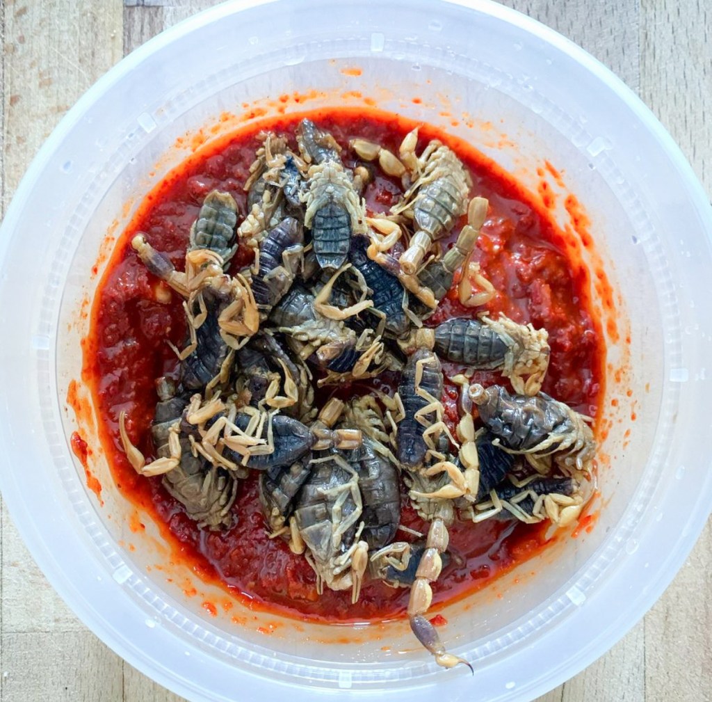 fermented edible scorpions by brooklyn bugs